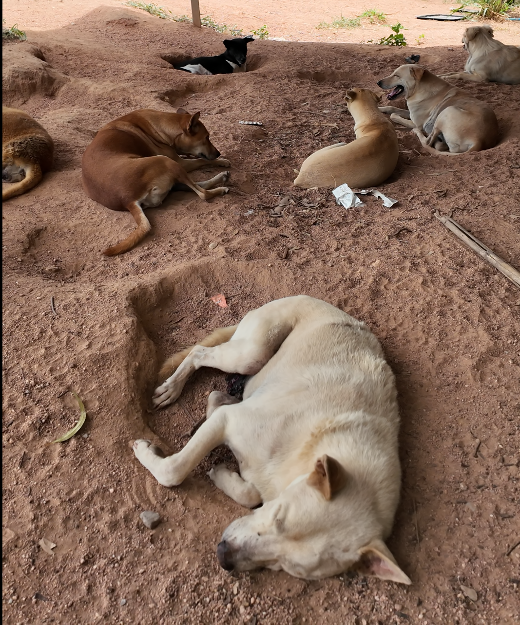 Dogs resting peacefully at Baan Saphan Boon sanctuary
